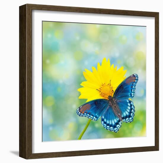 Red-Spotted Purple Admiral On Yellow Coreopsis Flower-Sari ONeal-Framed Photographic Print