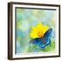 Red-Spotted Purple Admiral On Yellow Coreopsis Flower-Sari ONeal-Framed Photographic Print