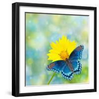 Red-Spotted Purple Admiral On Yellow Coreopsis Flower-Sari ONeal-Framed Photographic Print