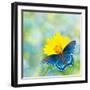 Red-Spotted Purple Admiral On Yellow Coreopsis Flower-Sari ONeal-Framed Photographic Print