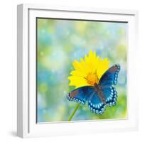 Red-Spotted Purple Admiral On Yellow Coreopsis Flower-Sari ONeal-Framed Photographic Print