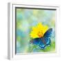 Red-Spotted Purple Admiral On Yellow Coreopsis Flower-Sari ONeal-Framed Photographic Print