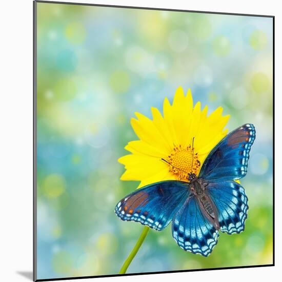 Red-Spotted Purple Admiral On Yellow Coreopsis Flower-Sari ONeal-Mounted Photographic Print
