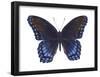 Red-Spotted Purple Butterfly (Basilarchia Astyanax), Insects-Encyclopaedia Britannica-Framed Poster