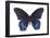 Red-Spotted Purple Butterfly (Basilarchia Astyanax), Insects-Encyclopaedia Britannica-Framed Poster