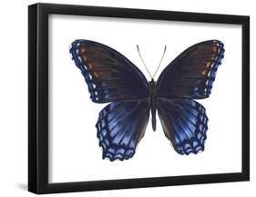 Red-Spotted Purple Butterfly (Basilarchia Astyanax), Insects-Encyclopaedia Britannica-Framed Poster