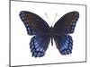 Red-Spotted Purple Butterfly (Basilarchia Astyanax), Insects-Encyclopaedia Britannica-Mounted Poster