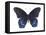 Red-Spotted Purple Butterfly (Basilarchia Astyanax), Insects-Encyclopaedia Britannica-Framed Stretched Canvas