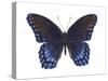 Red-Spotted Purple Butterfly (Basilarchia Astyanax), Insects-Encyclopaedia Britannica-Stretched Canvas