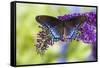 Red-spotted purple butterfly, Limenitis arthemis resting on purple Butterfly Bush-Darrell Gulin-Framed Stretched Canvas