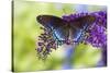 Red-spotted purple butterfly, Limenitis arthemis resting on purple Butterfly Bush-Darrell Gulin-Stretched Canvas