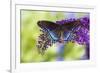 Red-spotted purple butterfly, Limenitis arthemis resting on purple Butterfly Bush-Darrell Gulin-Framed Photographic Print