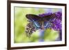 Red-spotted purple butterfly, Limenitis arthemis resting on purple Butterfly Bush-Darrell Gulin-Framed Photographic Print