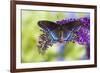 Red-spotted purple butterfly, Limenitis arthemis resting on purple Butterfly Bush-Darrell Gulin-Framed Photographic Print