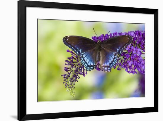 Red-spotted purple butterfly, Limenitis arthemis resting on purple Butterfly Bush-Darrell Gulin-Framed Photographic Print