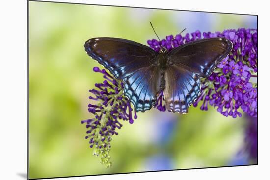 Red-spotted purple butterfly, Limenitis arthemis resting on purple Butterfly Bush-Darrell Gulin-Mounted Photographic Print