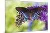 Red-spotted purple butterfly, Limenitis arthemis resting on purple Butterfly Bush-Darrell Gulin-Mounted Photographic Print