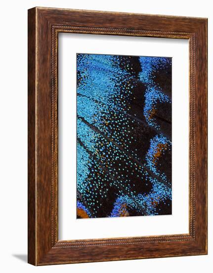 Red-spotted purple butterfly, Limenitis arthemis-Darrell Gulin-Framed Photographic Print