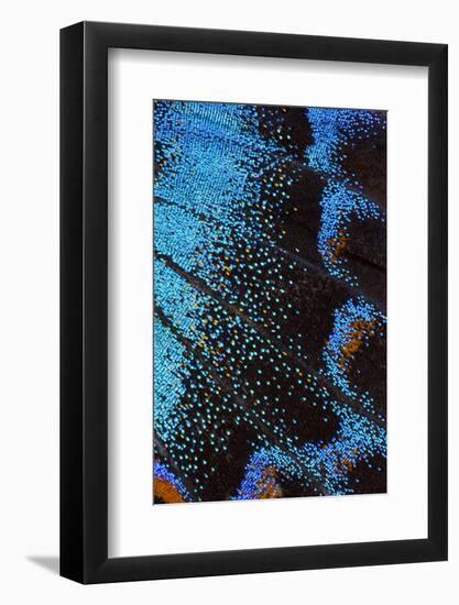 Red-spotted purple butterfly, Limenitis arthemis-Darrell Gulin-Framed Photographic Print
