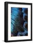 Red-spotted purple butterfly, Limenitis arthemis-Darrell Gulin-Framed Photographic Print