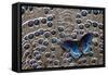 Red-Spotted Purple Butterfly on Grey Peacock Pheasant Feather Design-Darrell Gulin-Framed Stretched Canvas