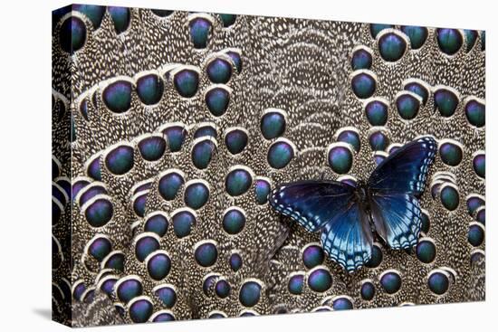Red-Spotted Purple Butterfly on Grey Peacock Pheasant Feather Design-Darrell Gulin-Stretched Canvas