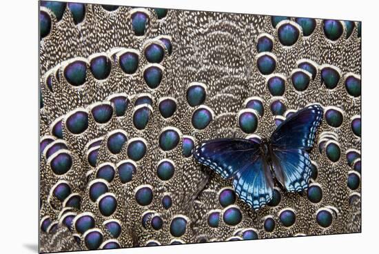 Red-Spotted Purple Butterfly on Grey Peacock Pheasant Feather Design-Darrell Gulin-Mounted Premium Photographic Print