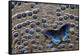 Red-Spotted Purple Butterfly on Grey Peacock Pheasant Feather Design-Darrell Gulin-Framed Stretched Canvas