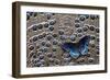 Red-Spotted Purple Butterfly on Grey Peacock Pheasant Feather Design-Darrell Gulin-Framed Photographic Print