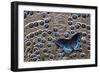 Red-Spotted Purple Butterfly on Grey Peacock Pheasant Feather Design-Darrell Gulin-Framed Photographic Print