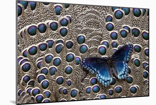 Red-Spotted Purple Butterfly on Grey Peacock Pheasant Feather Design-Darrell Gulin-Mounted Photographic Print