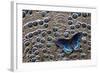 Red-Spotted Purple Butterfly on Grey Peacock Pheasant Feather Design-Darrell Gulin-Framed Photographic Print