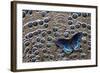 Red-Spotted Purple Butterfly on Grey Peacock Pheasant Feather Design-Darrell Gulin-Framed Photographic Print