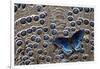 Red-Spotted Purple Butterfly on Grey Peacock Pheasant Feather Design-Darrell Gulin-Framed Photographic Print