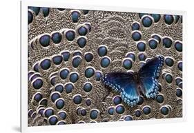 Red-Spotted Purple Butterfly on Grey Peacock Pheasant Feather Design-Darrell Gulin-Framed Photographic Print