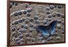 Red-Spotted Purple Butterfly on Grey Peacock Pheasant Feather Design-Darrell Gulin-Framed Photographic Print