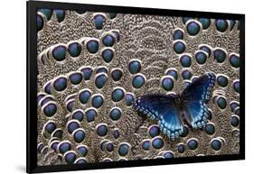 Red-Spotted Purple Butterfly on Grey Peacock Pheasant Feather Design-Darrell Gulin-Framed Photographic Print