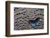 Red-Spotted Purple Butterfly on Grey Peacock Pheasant Feather Design-Darrell Gulin-Framed Photographic Print