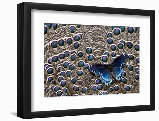 Red-Spotted Purple Butterfly on Grey Peacock Pheasant Feather Design-Darrell Gulin-Framed Photographic Print