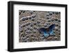 Red-Spotted Purple Butterfly on Grey Peacock Pheasant Feather Design-Darrell Gulin-Framed Photographic Print