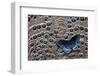 Red-Spotted Purple Butterfly on Grey Peacock Pheasant Feather Design-Darrell Gulin-Framed Photographic Print