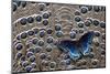 Red-Spotted Purple Butterfly on Grey Peacock Pheasant Feather Design-Darrell Gulin-Mounted Photographic Print