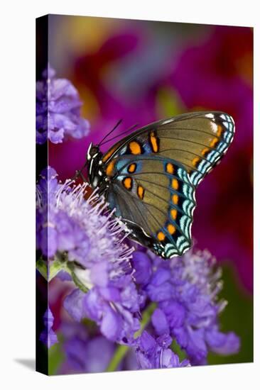 Red-Spotted Purple Butterfly-Darrell Gulin-Stretched Canvas