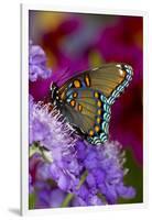 Red-Spotted Purple Butterfly-Darrell Gulin-Framed Premium Photographic Print