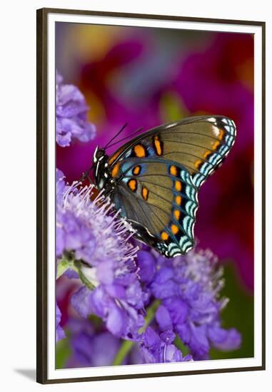 Red-Spotted Purple Butterfly-Darrell Gulin-Framed Premium Photographic Print