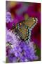 Red-Spotted Purple Butterfly-Darrell Gulin-Mounted Premium Photographic Print