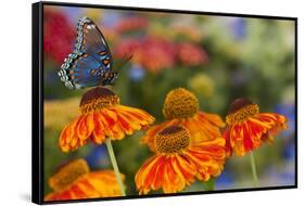 Red Spotted Purple Butterfly-Darrell Gulin-Framed Stretched Canvas