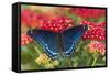 Red Spotted Purple Butterfly-Darrell Gulin-Framed Stretched Canvas