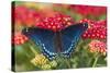 Red Spotted Purple Butterfly-Darrell Gulin-Stretched Canvas