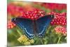 Red Spotted Purple Butterfly-Darrell Gulin-Mounted Premium Photographic Print